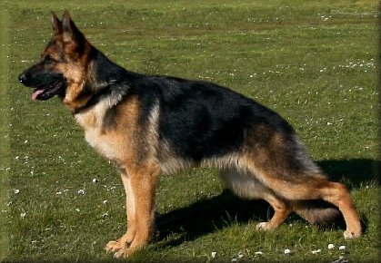 Spellbinda Justa Flirt (Baci) just under 7 months old (1/9/02). Dam: Ch. *Bronacre Ramoth 