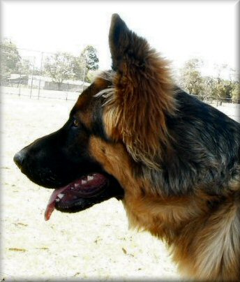 Bodecka Jailbreaka (Bo) "J" litter 7 months old.