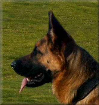 Spellbinda Krystal Storm (Chyna) 15 months old. Dam: Spellbinda High Society