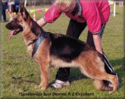 *Spellbinda Just Devine. (Divi)  26 months old get her first Excellent grading in NSW