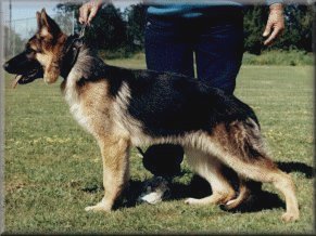 Bodecka Ela (Ela) at about 6 months old