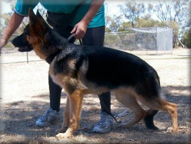 Bodecka Jackpot (Jackie) 6 1./2 months old