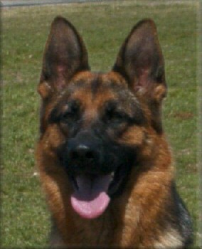 * Bodecka Jackpot (Jackie) Cl.1. 'A'Z' 20 months old