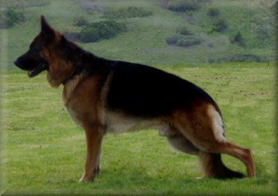 * Ch. Bodecka Grandslam (Louie) winning Best of Breed at the Working Dog Club of Victoria  2/11/03