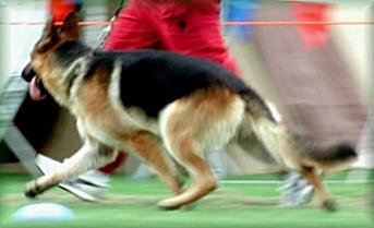 Louie winning Junior Dog at Working Dog Club Champ Show, just 14 months old.