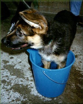 Louie 13 weeks old cooling down at the dog club.