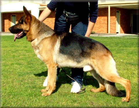 Bodecka Instigator (Macka) 'A' (1/1), 'Z' (0/0) grade 1. 2 years & 8 months old.