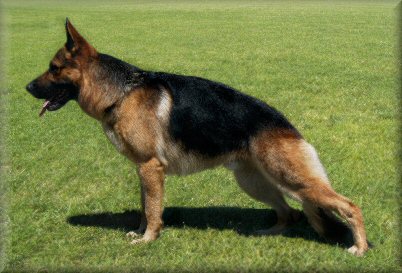 Spellbinda Kanu Prince (Munch)  just under 19  months old.  Dam: Spellbinda High Society