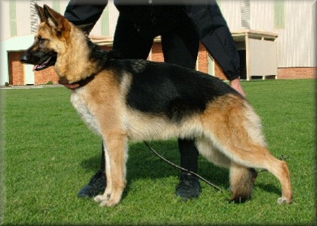 Obican Esprit (Nicki) 11 months old. Dam *Bodecka Ela.