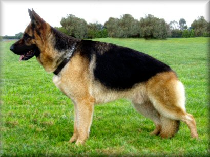 *Spellbinda Jokers Wild Cl. 1 'A'Z'  (Rueben) 20 months old