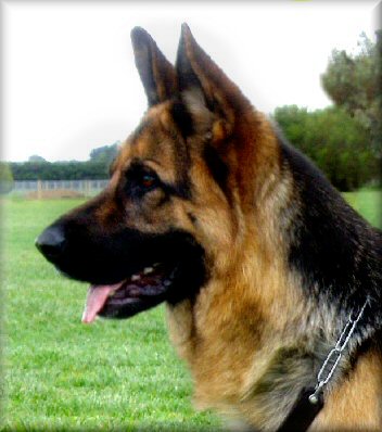 *Spellbinda Jokers Wild Cl. 1 'A'Z'  (Rueben) 20 months old