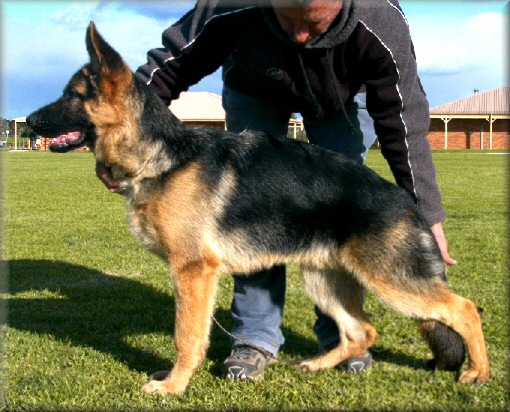 Misteishah Big Bucks (Sarge) whelped 20/2/04, 5 months old