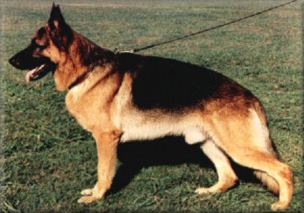 CH. * Dorsten Monte Cito. CL 1. 'A'.'Z'. H-neg. 2 x Australian Sieger. 3 x Gold Medal National Show winner. 