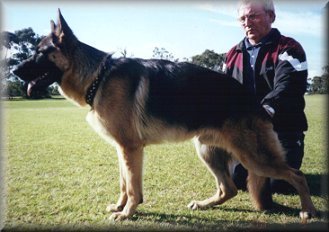 Vinny 11 months old, Stellas son "G" litter