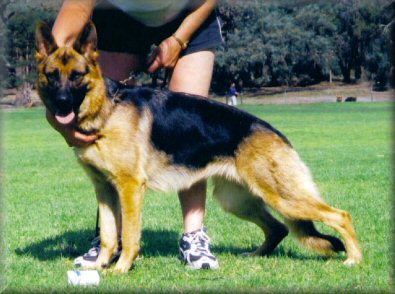 Spellbinda Justa Flirt (Baci) 14 months old. Dam Ch. Bronacre Ramoth.