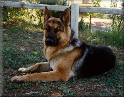 Bodecka Alkatraz. CDX (Traz) Dam: Spellbinda Golden Girl. UD. (Krista)