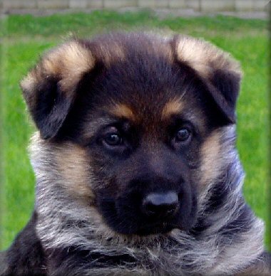 Obican Elias (Elias) Sire: Ch. Bodecka Grandslam. Dam: Bodecka Ela