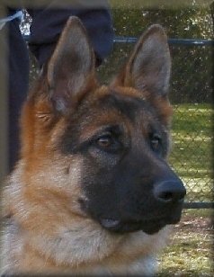 Bodecka Interstella (Maddie) 10 months old. "i" litter