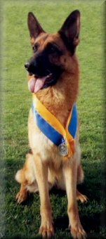 Bodecka Bolly CD. (Stella) Reserve Seigerin at the 2000 Vic State Breed Exhibition